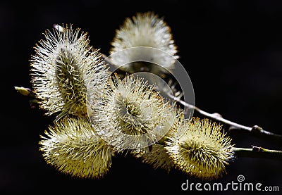 Blossom willow with yellow inflorescence Stock Photo