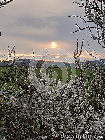 Blossome At Sunset Stock Photo