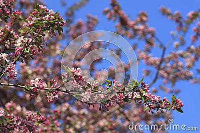 Blossomed apple tree Stock Photo