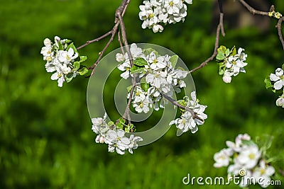 Blossomed apple tree Stock Photo