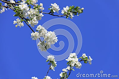 Blossomed apple tree Stock Photo