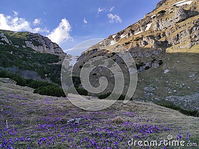 Blossomed crocuses on alpine valley in Romania Stock Photo