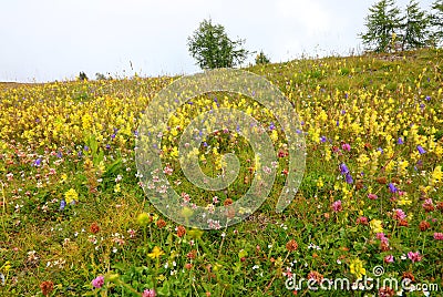 blossomed flowers of the alpine flora during the summer in the high mountains in the meadow Stock Photo