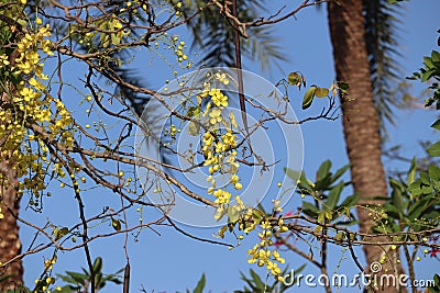 Blossomed golden shower tree or Kanikonna in Malayalam Stock Photo