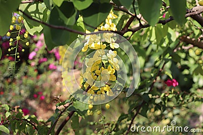 Blossomed golden shower tree or Kanikonna in Malayalam Stock Photo