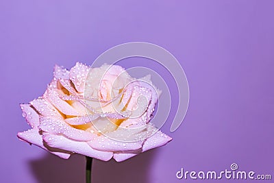 A blossomed, open rose, delicate color on a lilac background with a shadow. Stock Photo