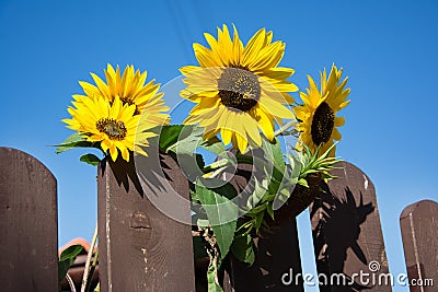 Blossomed sunflower with bees Stock Photo