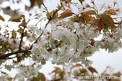 A blossomed tree Stock Photo