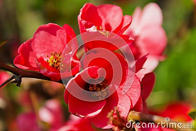 Blossomed tree - Chaenomeles japonica Stock Photo