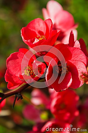 Blossomed tree - Chaenomeles japonica Stock Photo