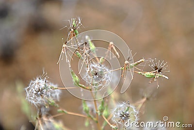 Blossomed wild flower with her seed stems in the middle of a meadow Stock Photo