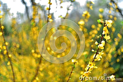 Blossomed Wild Yellow Flower with full blurred background Stock Photo