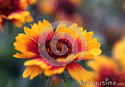 Blossomed Yellow flowers. Floral and petal concept Stock Photo