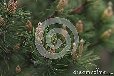 Blossomin pine tree closeup photo Stock Photo