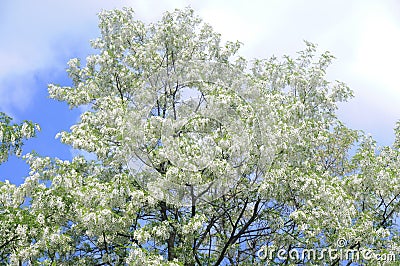 Blossoming Acacia Stock Photo