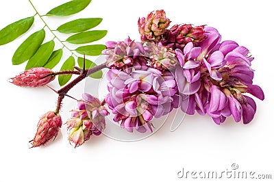 Blossoming acacia branch. Pink flowers on a white background Stock Photo
