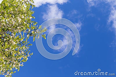 The blossoming acacia branches against the background of the blu Stock Photo