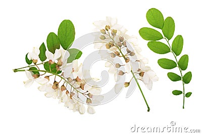 Blossoming acacia with leafs isolated on white background, Acacia flowers, Robinia pseudoacacia . White acacia Stock Photo