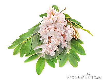 Blossoming acacia with leaves Stock Photo