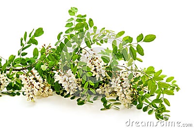 Blossoming acacia with leaves Stock Photo