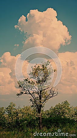 Blossoming acacia trees and clouds Stock Photo