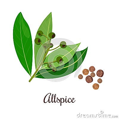 Blossoming Allspice with seeds. Vector Illustration