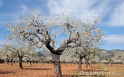 Blossoming almon tree field Stock Photo