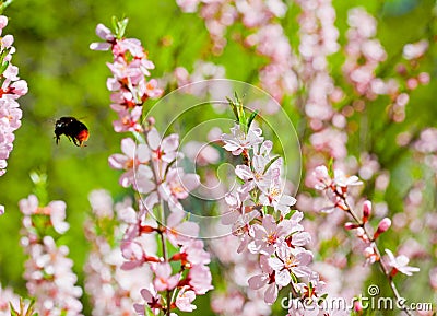 Blossoming almonds a close up Stock Photo