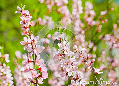 Blossoming almonds a close up Stock Photo