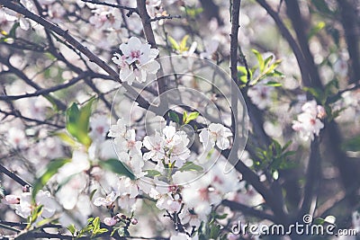 Blossoming almonds, image with a retro tone, beautiful natural f Stock Photo