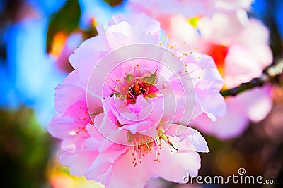 Blossoming almonds 2021 in Spain, spring on the way, photobank images Stock Photo