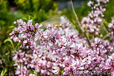 Blossoming almonds in the spring garden Stock Photo