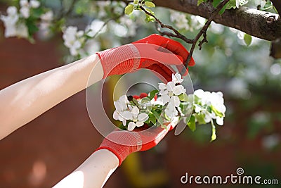 Blossoming apple branch in gloved women`s hands. Stock Photo