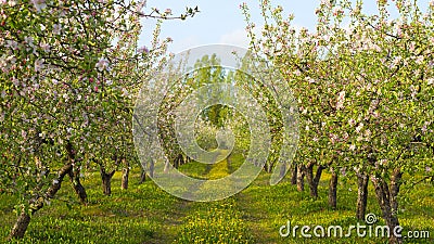 Blossoming apple orchard Stock Photo