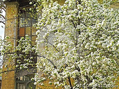 blossoming apple tree on a background of an old provincial house ragged windows Stock Photo