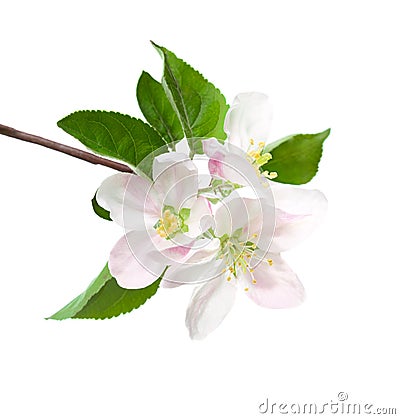 Blossoming apple tree branch. Stock Photo