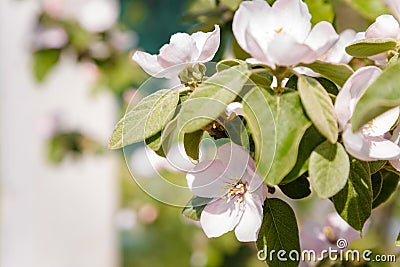 Blossoming apple tree with tender pink flowers in springtime. Orchard in bloom on blurry background Stock Photo