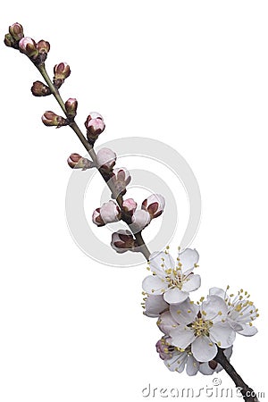 Blossoming apricot tree Stock Photo