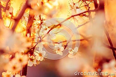 Blossoming apricot tree branches close up. Spring sunset time shot Stock Photo