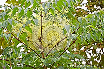 The blossoming araliya high Manchurian Aralia elata Miq. Se Stock Photo