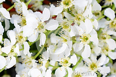 Blossoming bird cherry Prunus padus on the soft sunlight. Flowers bird cherry tree close-up. Macro Photo blooming hagberry Stock Photo