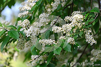 Blossoming bird cherry in spring close up. White flowers on the branches Stock Photo