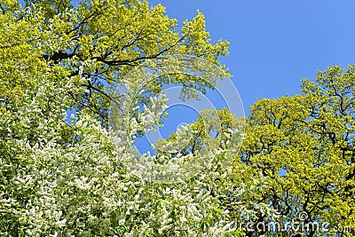 Blossoming bird cherry tree Stock Photo