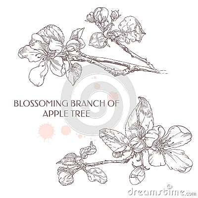 Blossoming branch of apple tree. Ink graphics. Vector Illustration