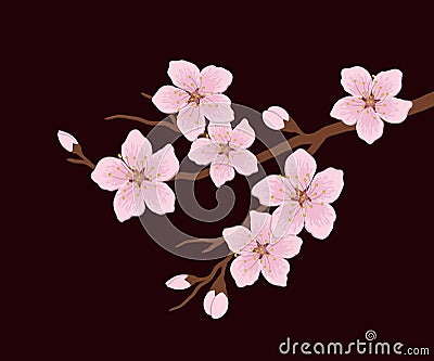 Blossoming branch of a cherry on a dark burgundy background Vector Illustration