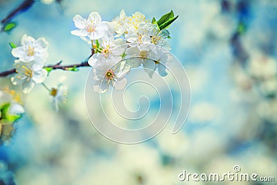 Blossoming branch of cherry tree on blurred background instagram Stock Photo