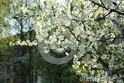 Blossoming branches of an apple tree Stock Photo