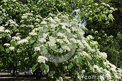 Blossoming branches of common dogwood in May Stock Photo