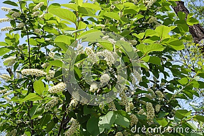 Blossoming branches of Prunus serotina Stock Photo