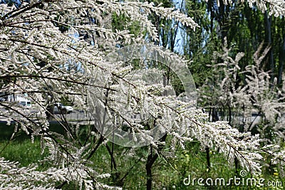 Blossoming branches of Tamarix ramosissima Stock Photo